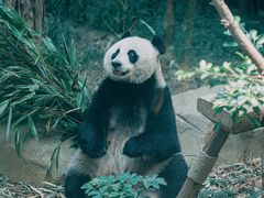 -成都大熊猫繁育研究基地