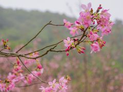 -梅沙尖