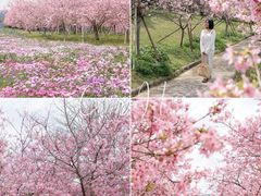 -天适樱花悠乐园