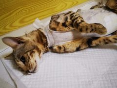 -中农大我爱我爱动物医院·核磁CT·猫病·24小时夜诊中心(石佛营店)