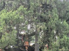 -东天目山风景区