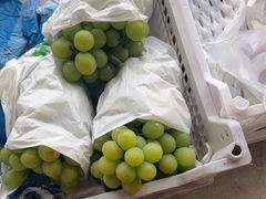 -马陆小张葡萄园农家乐