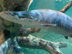 -上海海洋水族馆