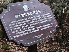 -汤旺河林海奇石景区