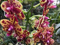 -深圳国际园林花卉博览园