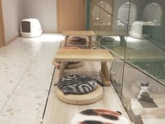 面包甜点陈列柜-飞行喵MR PILOT|猫舍·猫咖(静安大融城店)