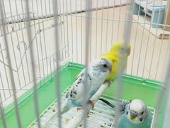 -喵宠乐园·撸猫互动·猫舍