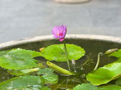 -深圳仙湖植物园