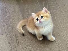-猫十亿·布偶金渐层·曼基康矮脚猫舍(青年路店)