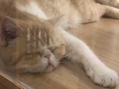 -猫和宫(六道口店)