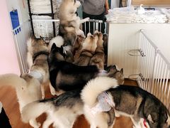 -Husky Go! 哈士奇体验馆·宠物咖啡厅狗咖
