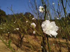 -南国桃园旅游度假区