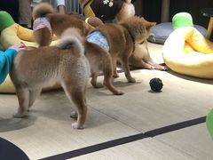 -逗柴咖啡屋·狗咖猫咖宠物桌游