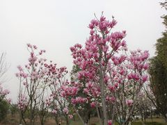 -艾溪湖湿地公园