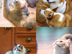 -柯斗斗主题餐厅·狗咖·围炉煮茶·茶饮(国瑞升平里店)