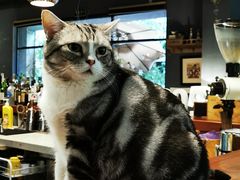 -咖法森林·咖啡  酒吧(天河店)