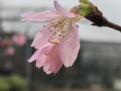 -中国科学院华南植物园