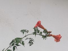 -美味之家·湖景农家乐(太湖东山店)