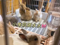 -猫猫幼稚园·撸猫·桌游·电玩