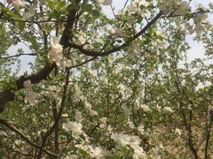 -永定河休闲森林公园