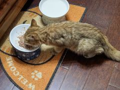 -东方名猫馆·英短金渐层布偶猫舍(环线广场1号楼店)