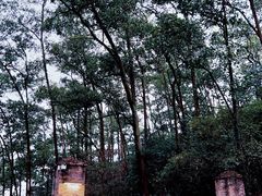 -大屏嶂森林公园