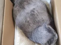 -纳吉亚猫专科动物医院(康都外科中心)