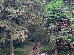 -武陵山森林公园