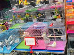 -青石桥花鸟鱼虫市场(叠翠城店)