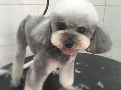 -萌萌喵宠物(百水芊城阅水坊店)