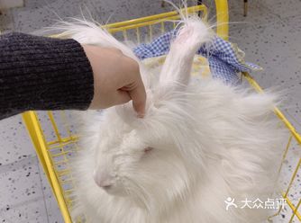 今日探店｜安哥拉巨兔体验馆