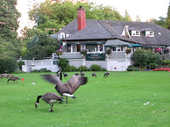餐馆前面草地上满是加拿大雁-The Fish House in Stanley Park