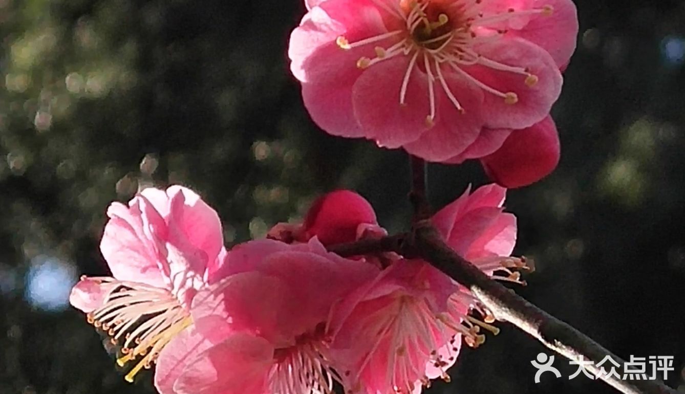 天气晴好，漫步经区黄海路，在路旁的梅园梅花也开了