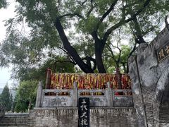 -大槐树寻根祭祖园