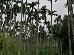 -红色娘子军纪念园