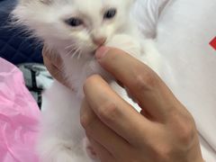 -北京观赏动物医院·24小时大型综合·猫专科·异宠专科