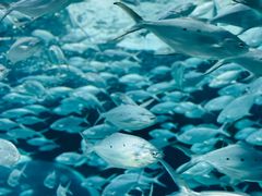 -上海海洋水族馆