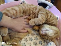 -李小姐の猫咖啡馆(五角场店)