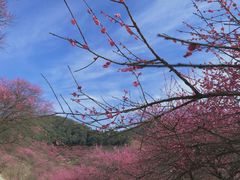 -新建村梅花