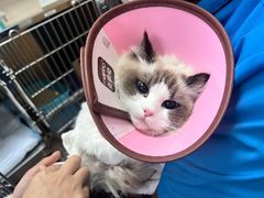 -菲丽丝宠物医院·24小时·猫科中心·免疫点(淮海分院)