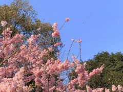 -南山植物园