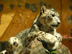 -青藏高原野生动物园