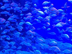 -成都浩海立方海洋公园