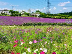 -紫颐香薰山谷景区