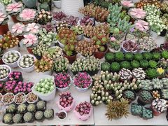 -保定市花鸟鱼虫市场