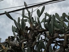 -阿鹏故事云南野生菌火锅(人民路店)