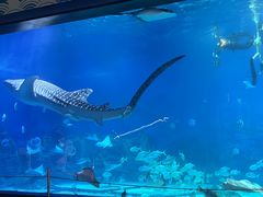 -烟台海昌鲸鲨海洋公园