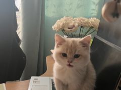 -东方名猫馆·英短金渐层布偶猫舍(环线广场1号楼店)