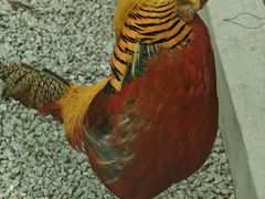 -青藏高原野生动物园