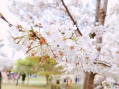 -顾村公园